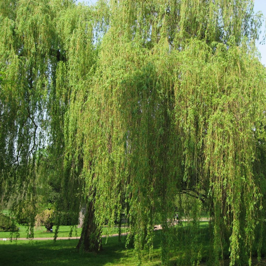 Saule pleureur - Salix alba Tristis