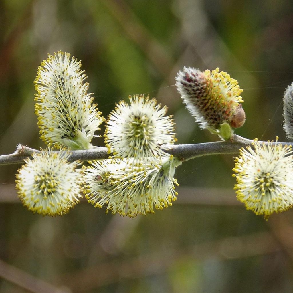 Salix  caprea 