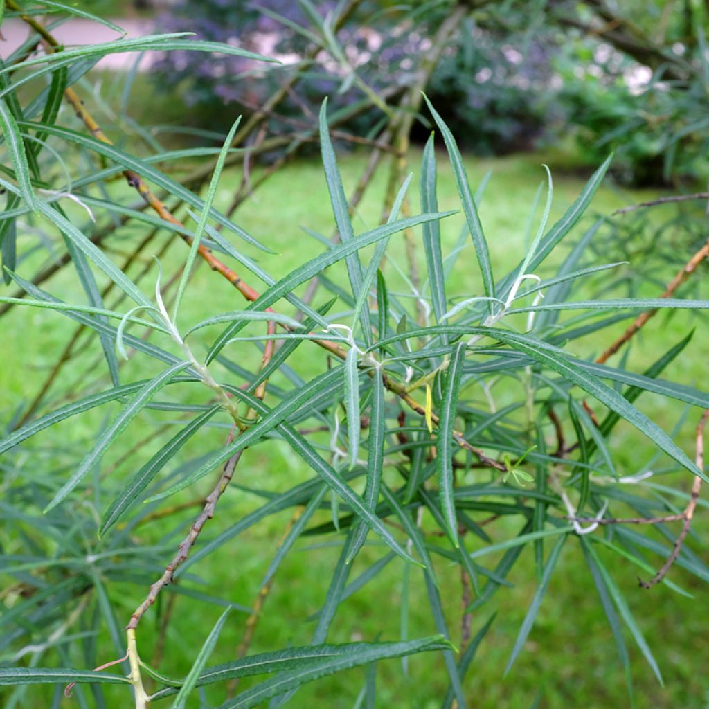 Salix elaeagnos Angustifolia - Saule à feuilles d'argousier