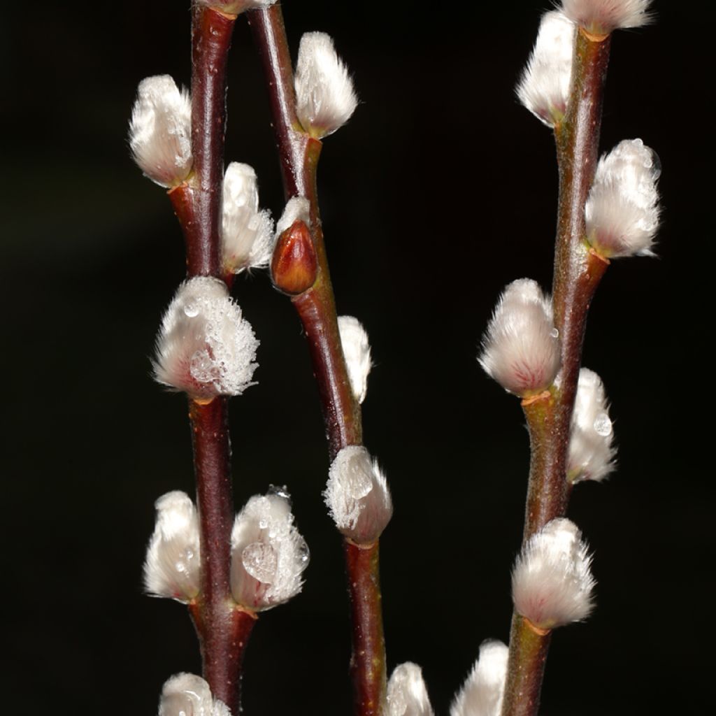 Salix x erdingeri - Willow