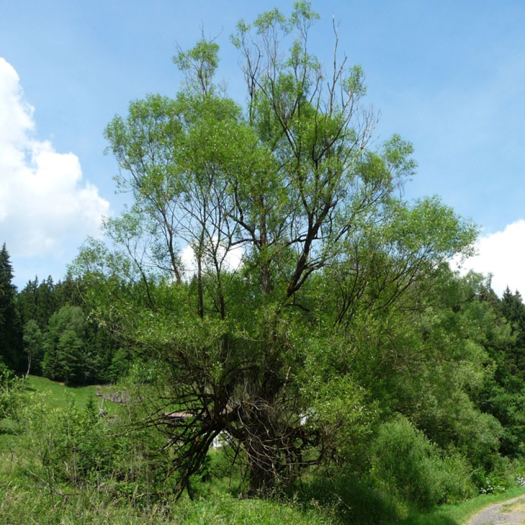 Salix fragilis - Saule fragile