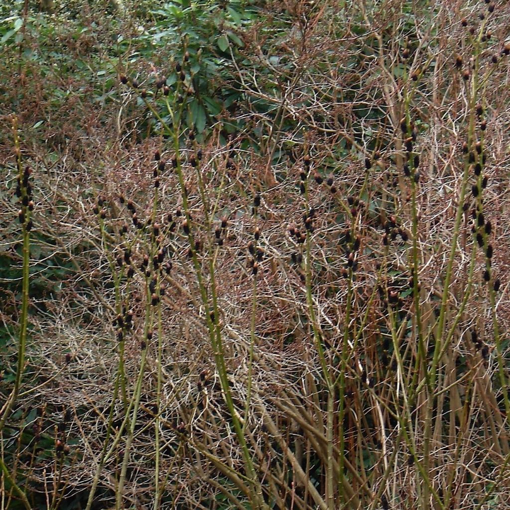 Saule griffe de loup - Salix gracilistyla melanostachys Kurome