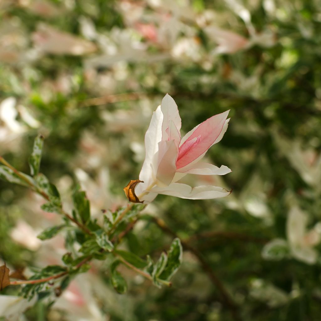 Saule crevette - Salix integra Flamingo