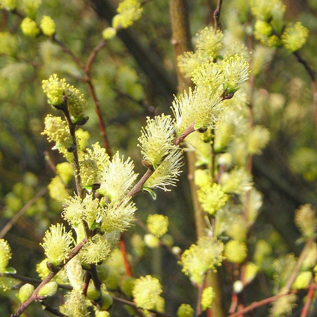 Salix repens 