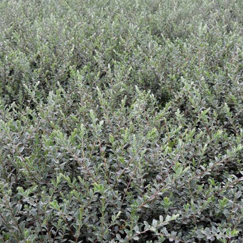 Salix  repens Nitida 