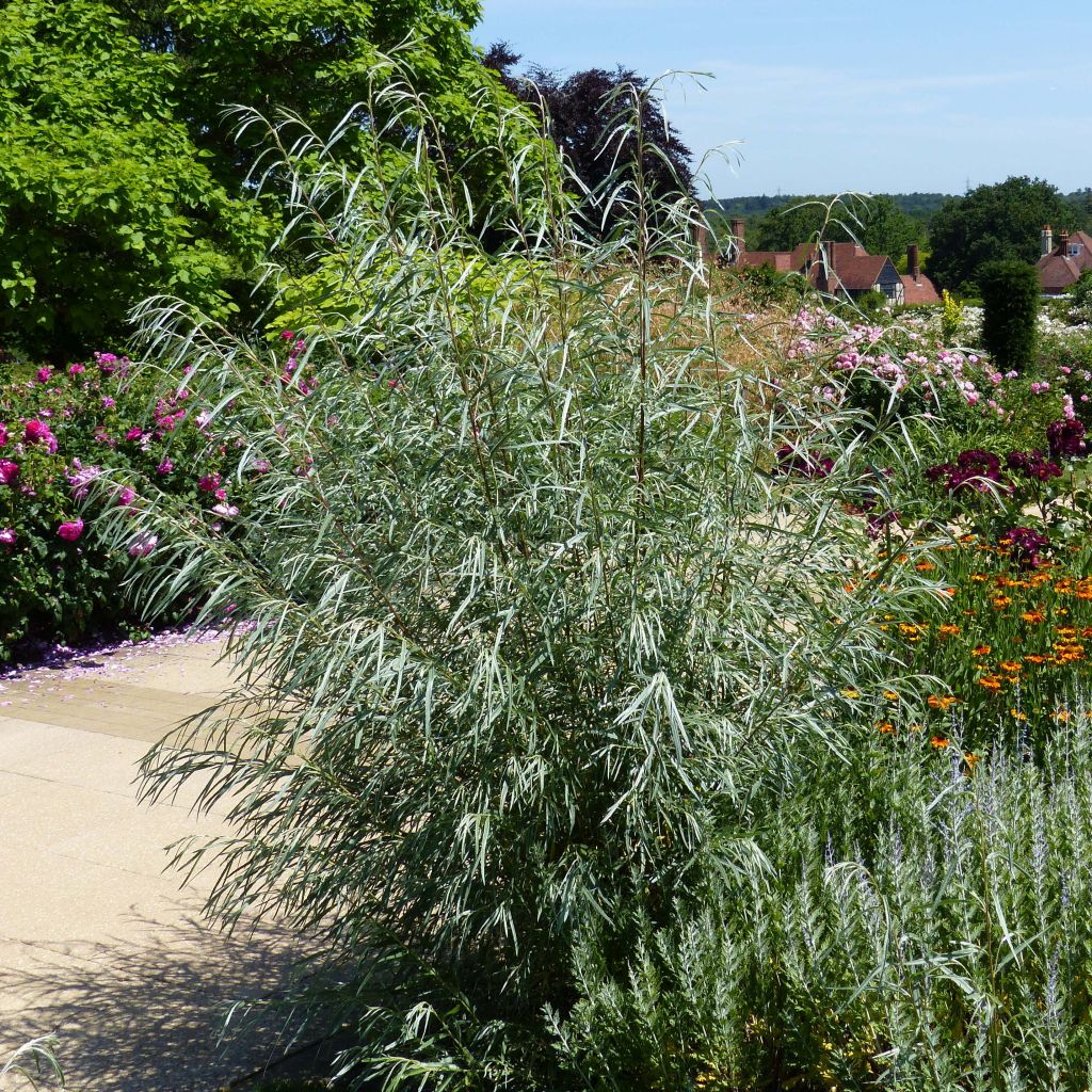 Salix rosmarinifolia - Narrow-leaved Rosemary Willow