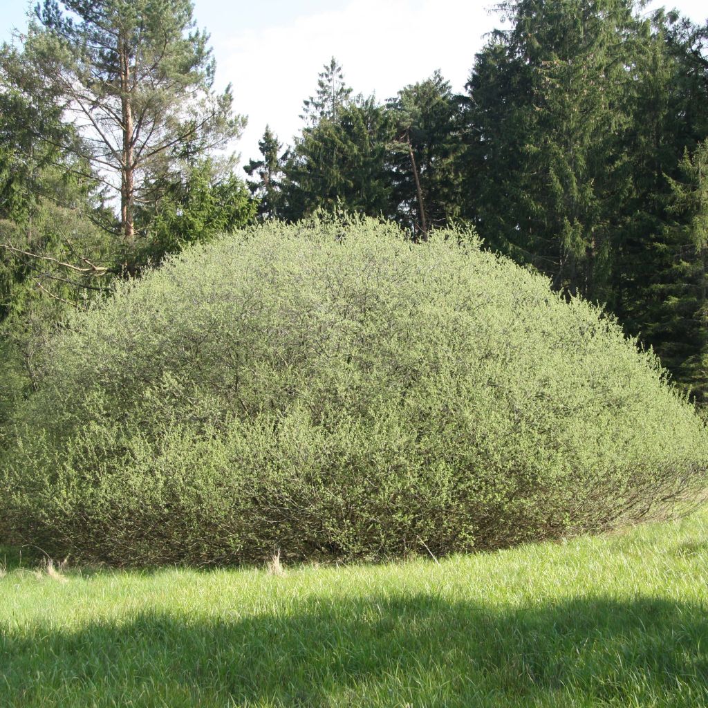Salix rosmarinifolia - Narrow-leaved Rosemary Willow