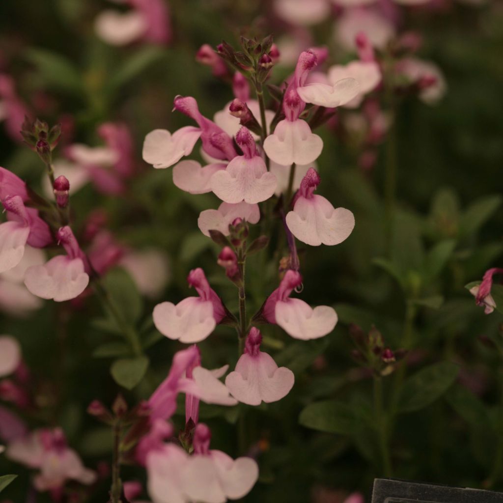 Salvia Dyson's Joy - sauge arbustive