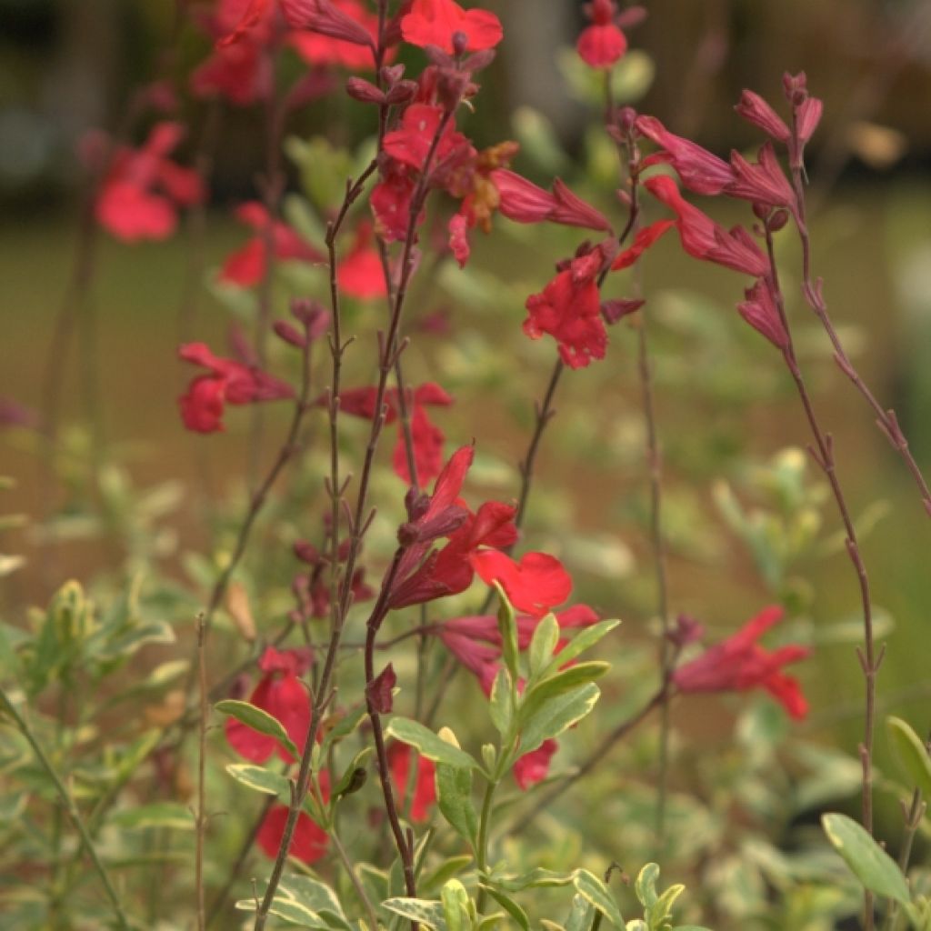 Sauge, Salvia microphylla Caramba