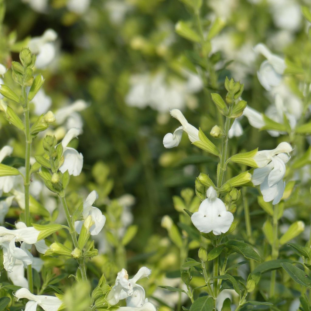 Sauge arbustive blanche - Salvia greggii Alba