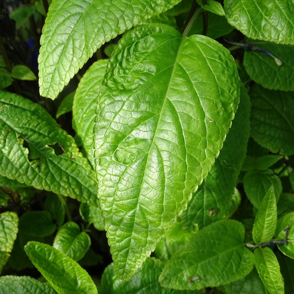 Sauge arbustive - Salvia guaranitica Black and Blue