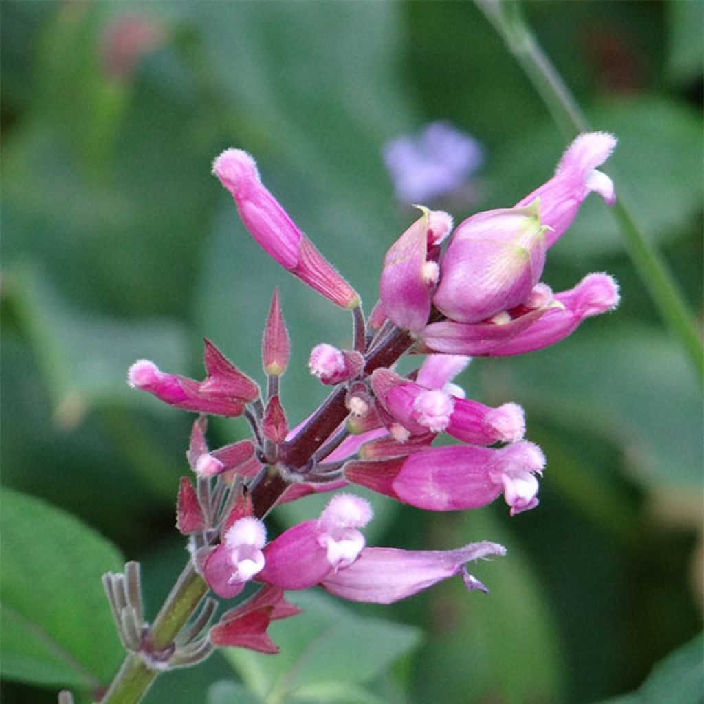 Salvia involucrata Bethelii - Sauge involucre