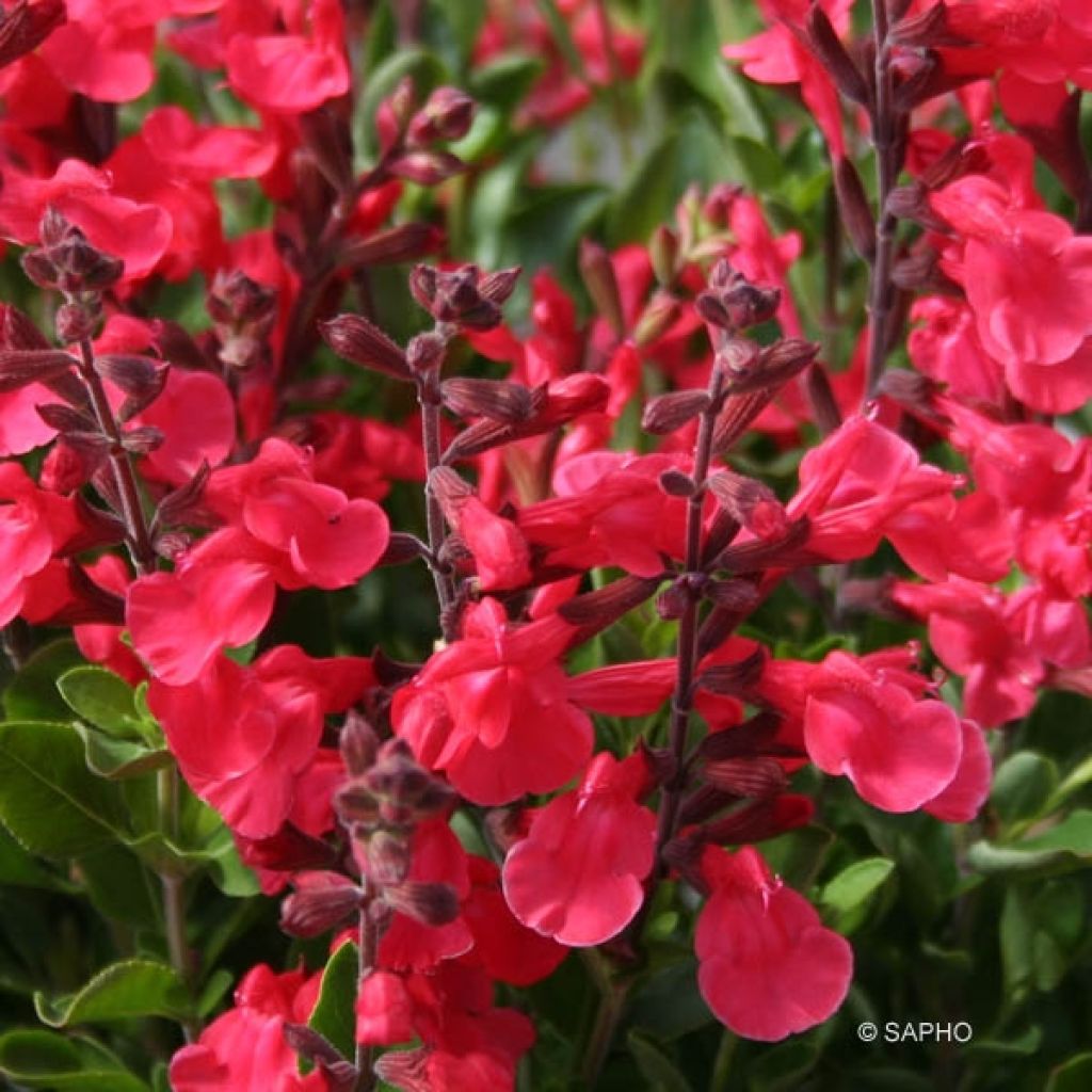 Sauge - Salvia jamensis Flammenn