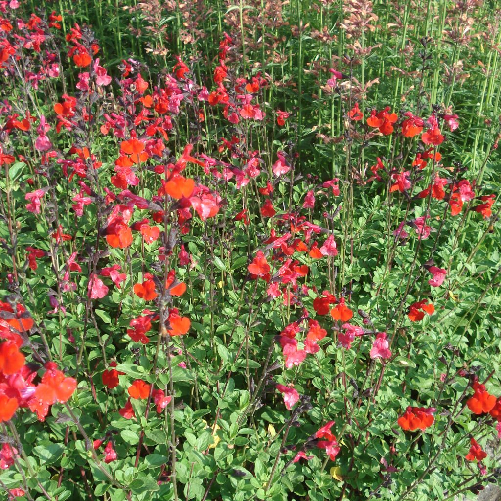 Salvia microphylla Royal Bumble