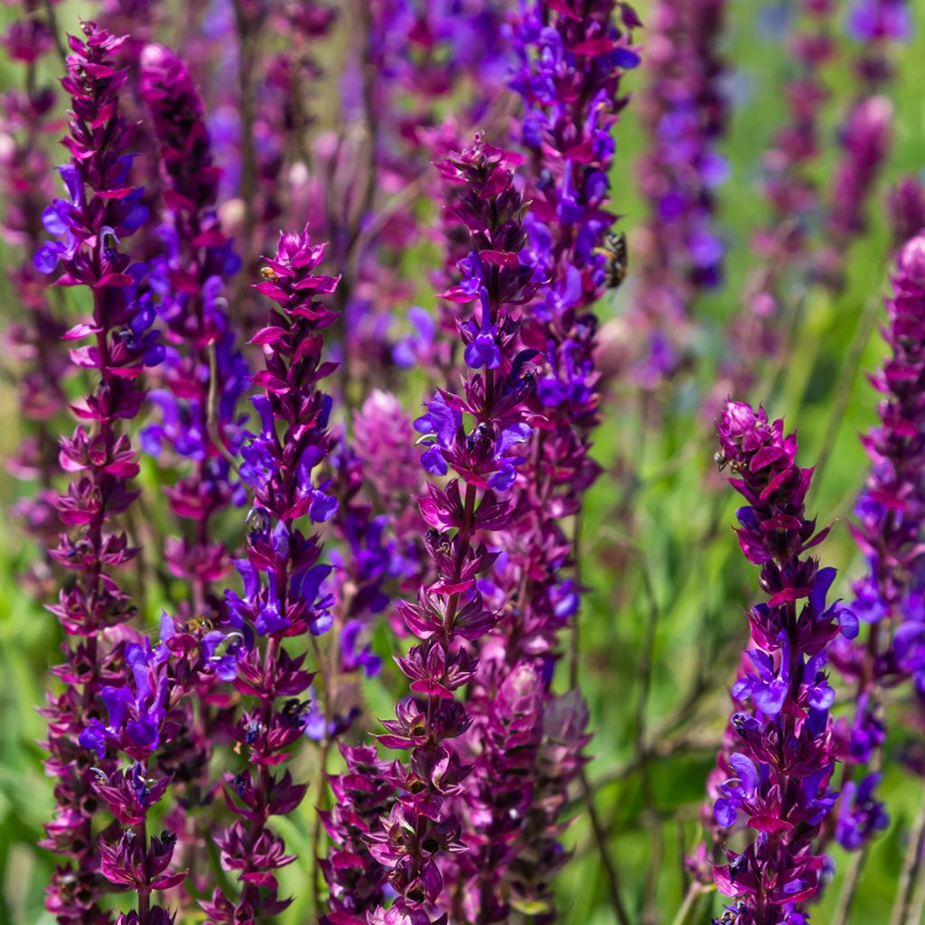 Salvia nemorosa Caradonna Compact - Sauge des bois