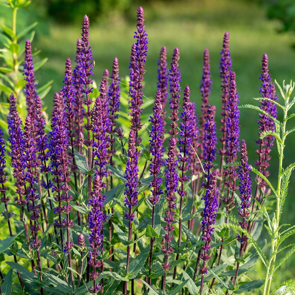 Salvia nemorosa Caradonna Compact - Sauge des bois