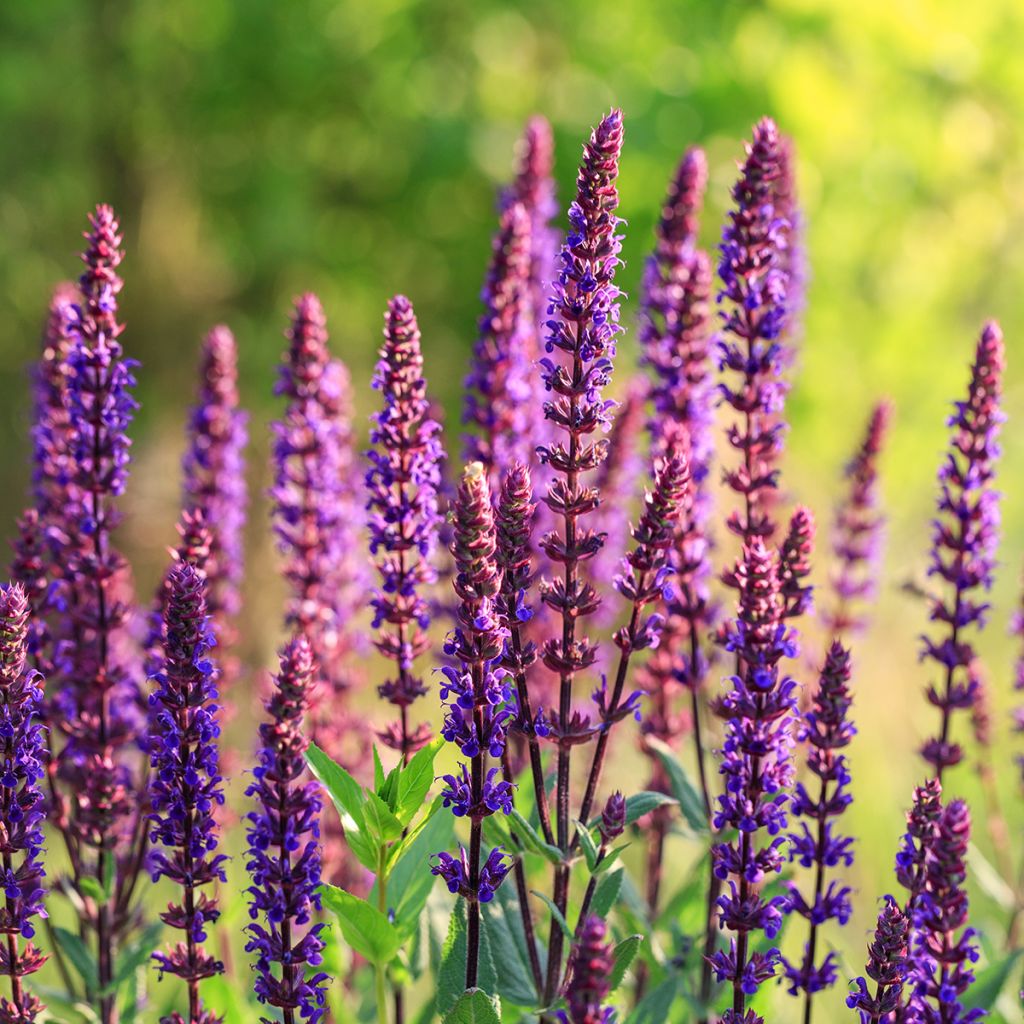 Salvia nemorosa Caradonna Compact - Sauge des bois