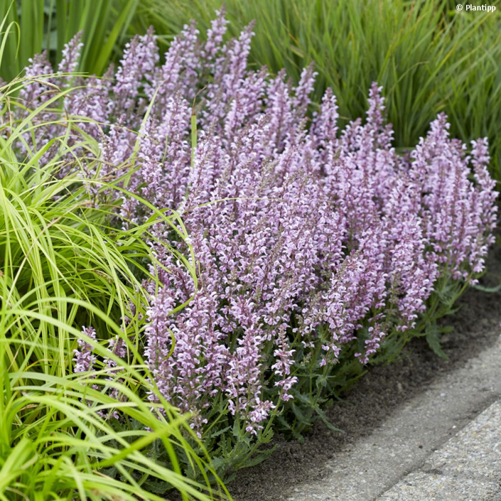 Salvia nemorosa Feathers Flamingo - Sauge des bois 