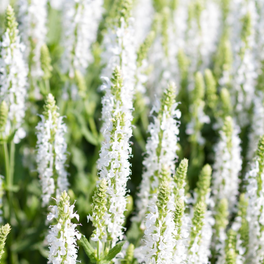 Salvia nemorosa Salute White - Sauge des bois