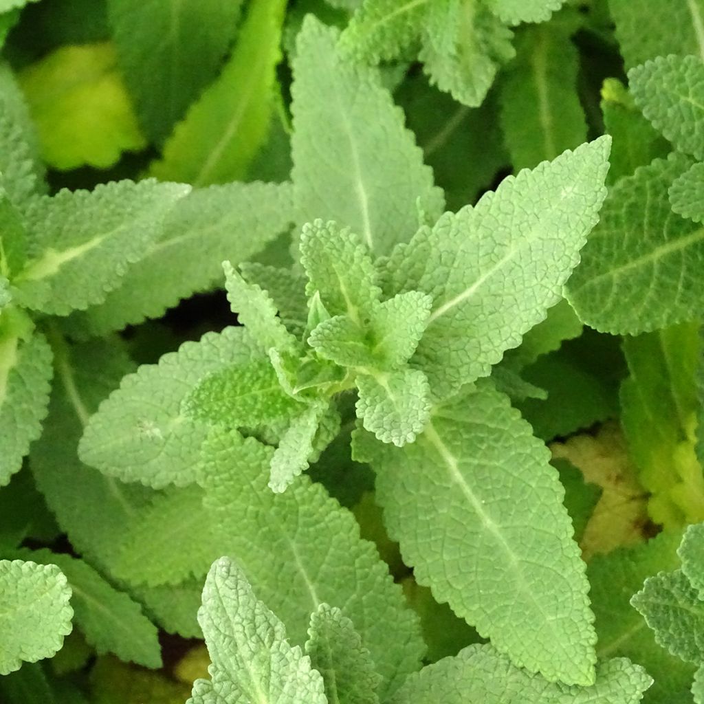 Salvia nemorosa Sensation White - Woodland Sage