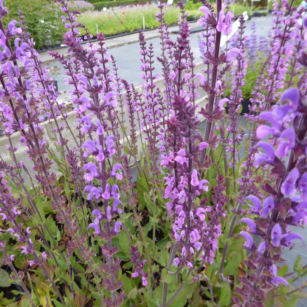 Salvia nemorosa Serenade - Woodland Sage
