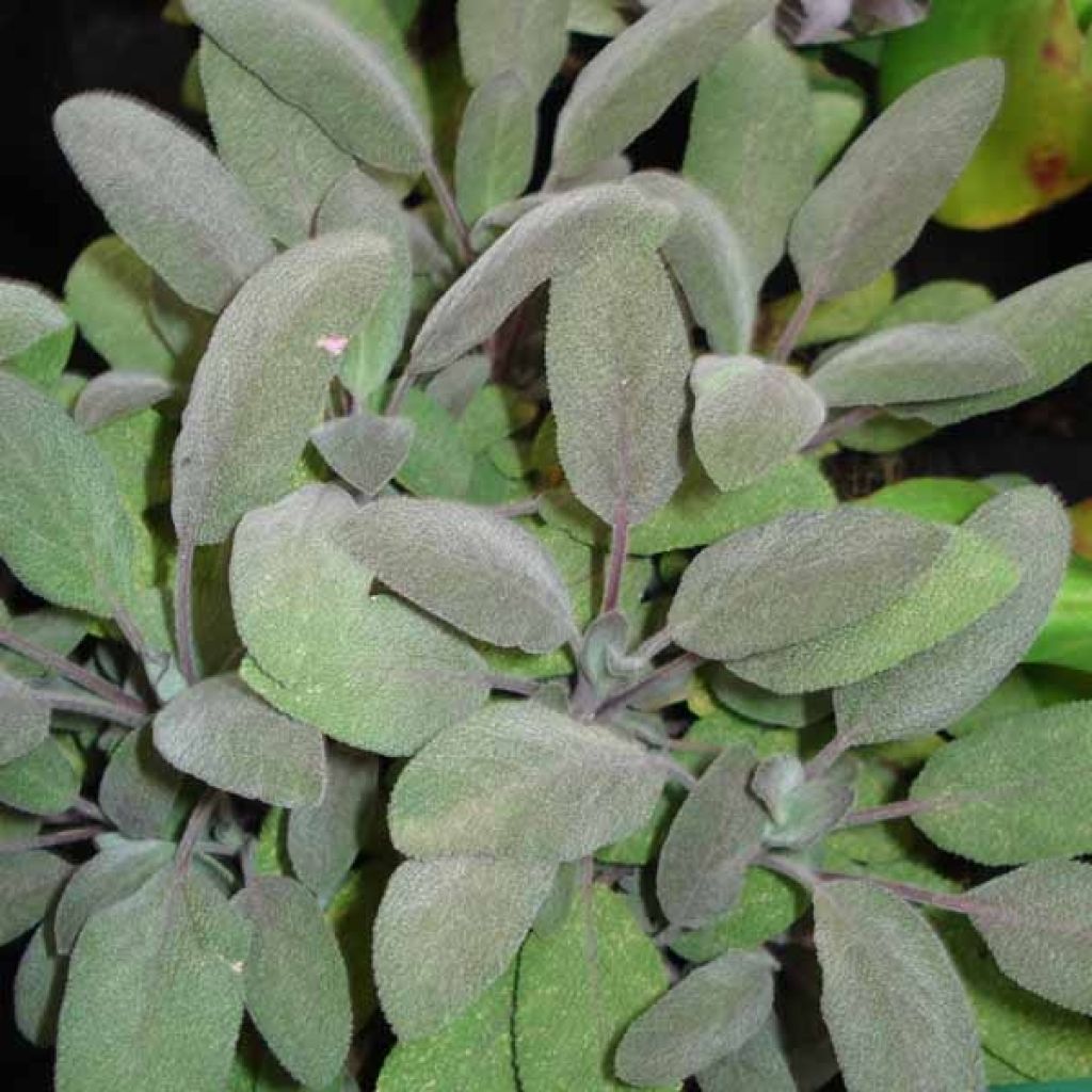 Salvia officinalis Purpurascens