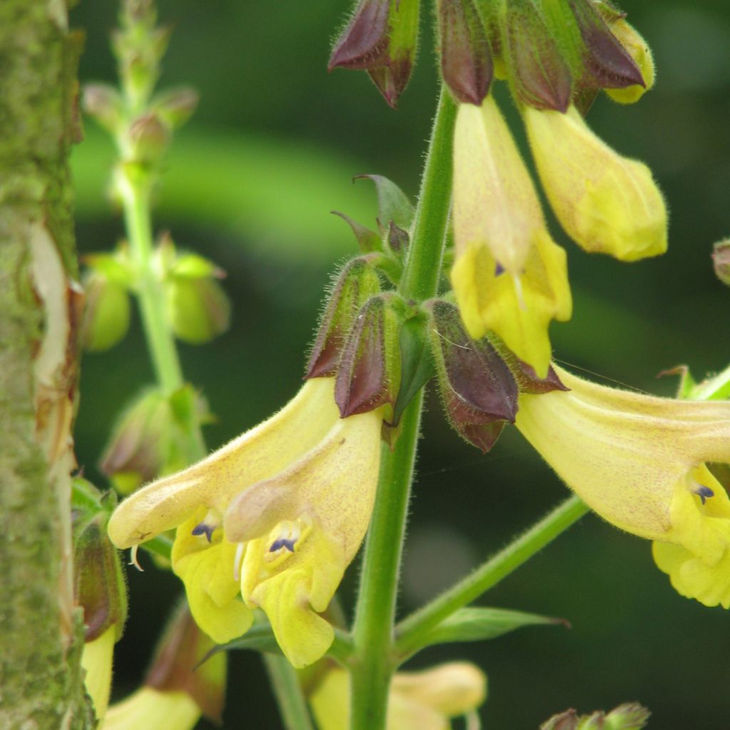 Sauge, Salvia omeiana