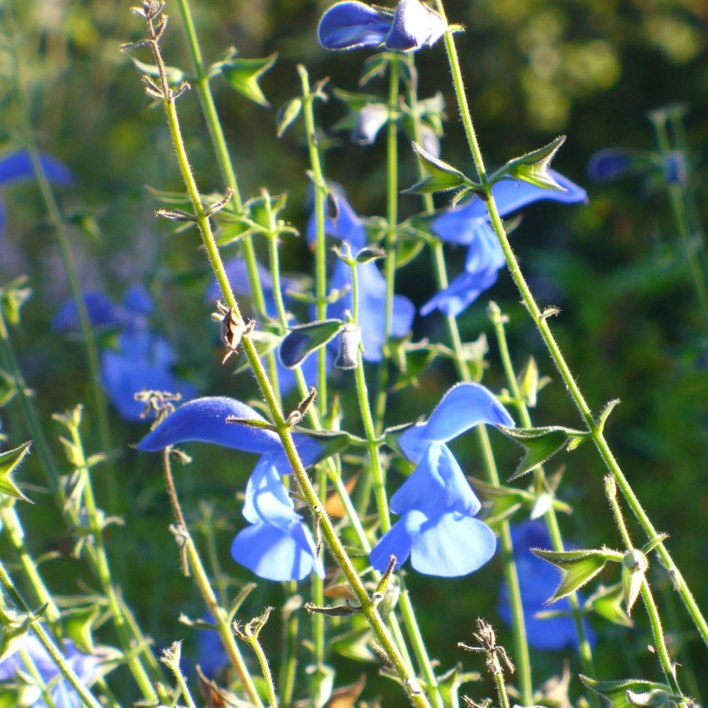 Salvia patens - Sauge gentiane