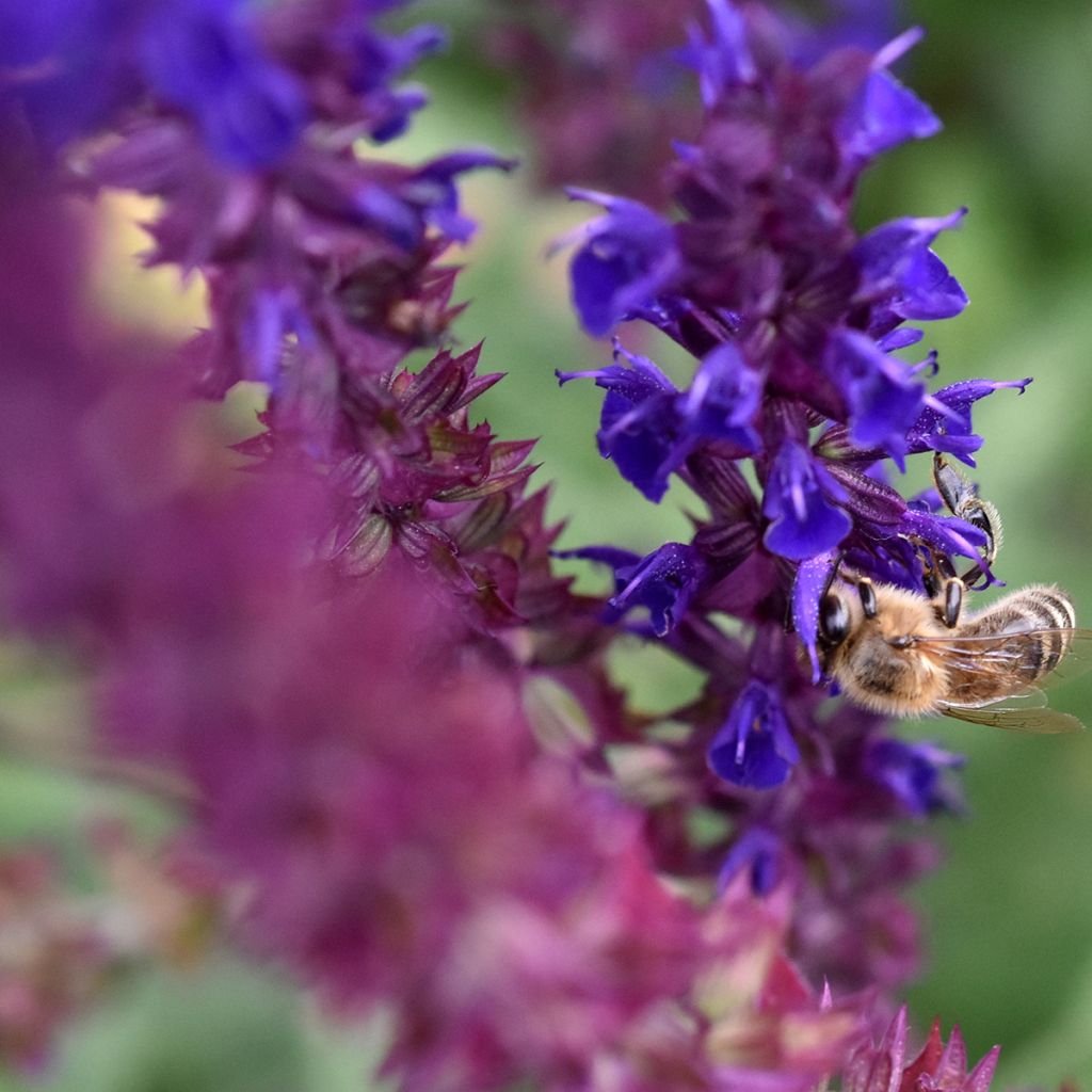 Salvia pratensis Lyrical Blues - Sauge des près