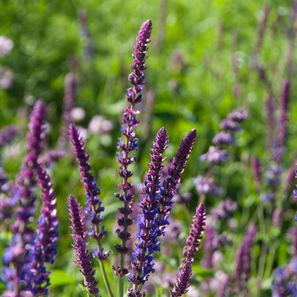 Salvia pratensis Lyrical Blues - Sauge des près