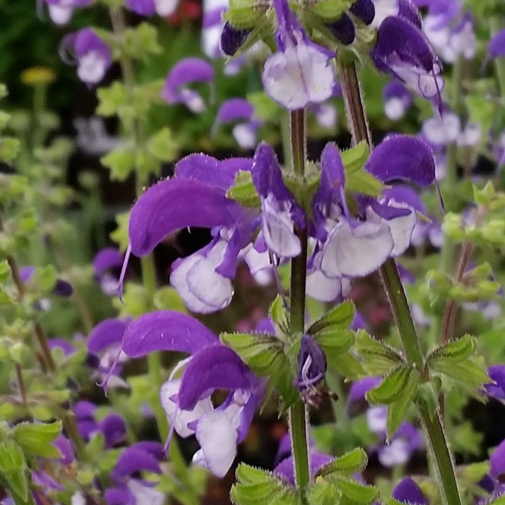 Salvia pratensis Madeline - Sauge des près