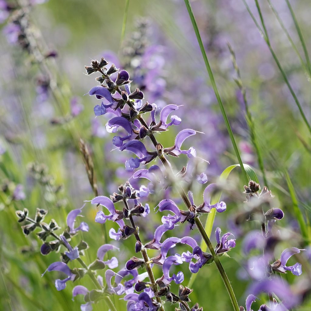 Salvia pratensis Sky Dance - Sauge des près