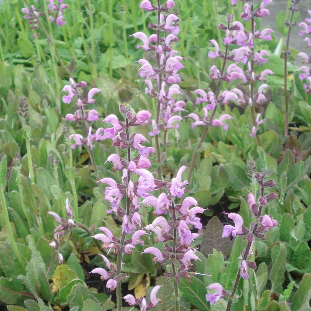 Salvia pratensis Eveline - Sauge des près