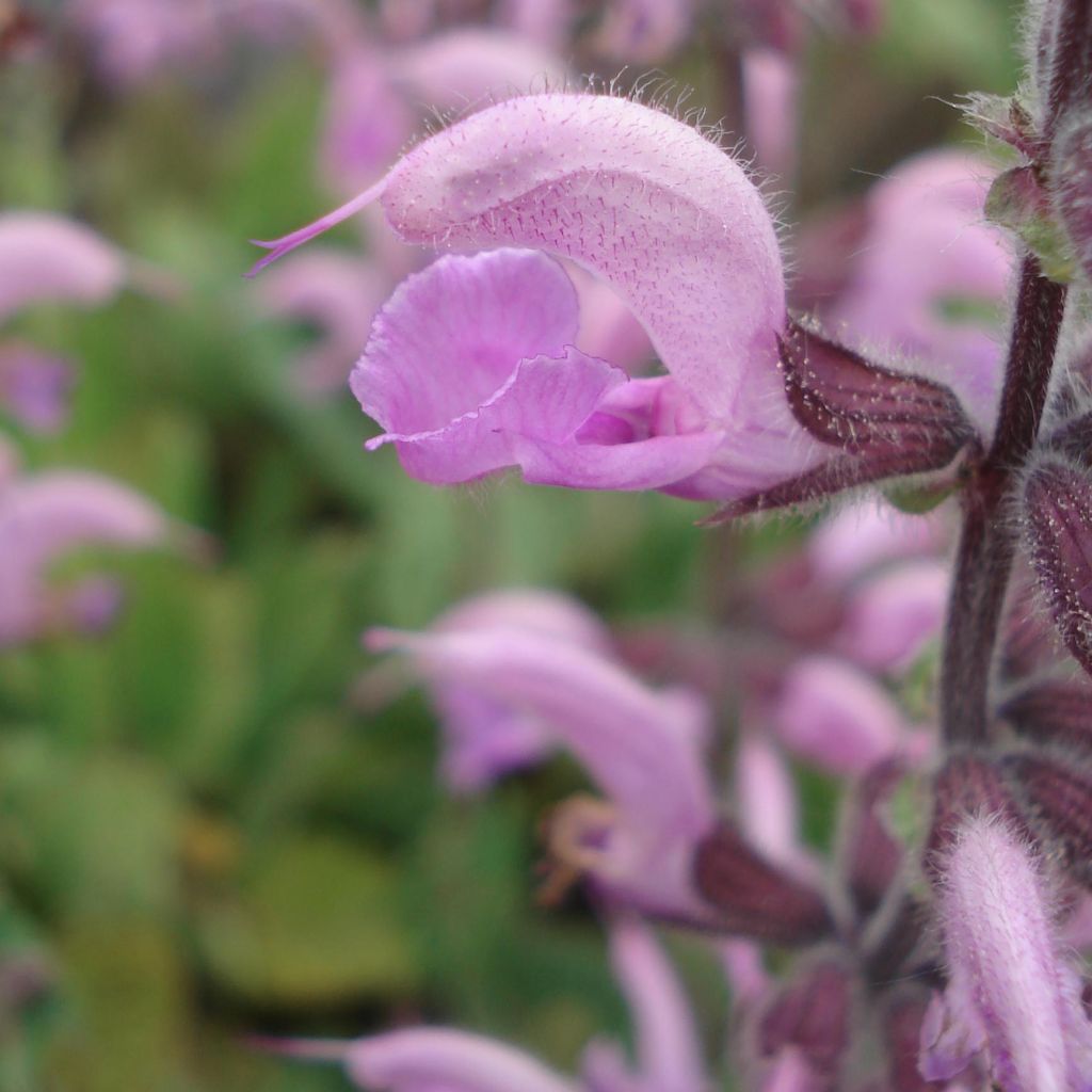 Salvia pratensis Eveline - Sauge des près