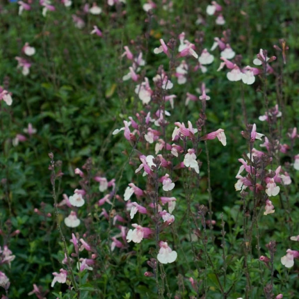 Sauge - Salvia jamensis Sierra San Antonio