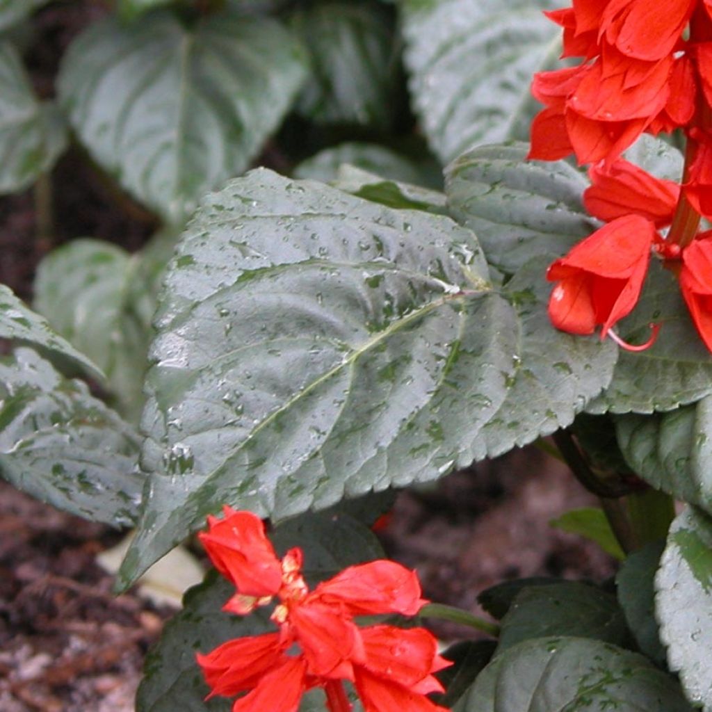 Salvia splendens Carambita