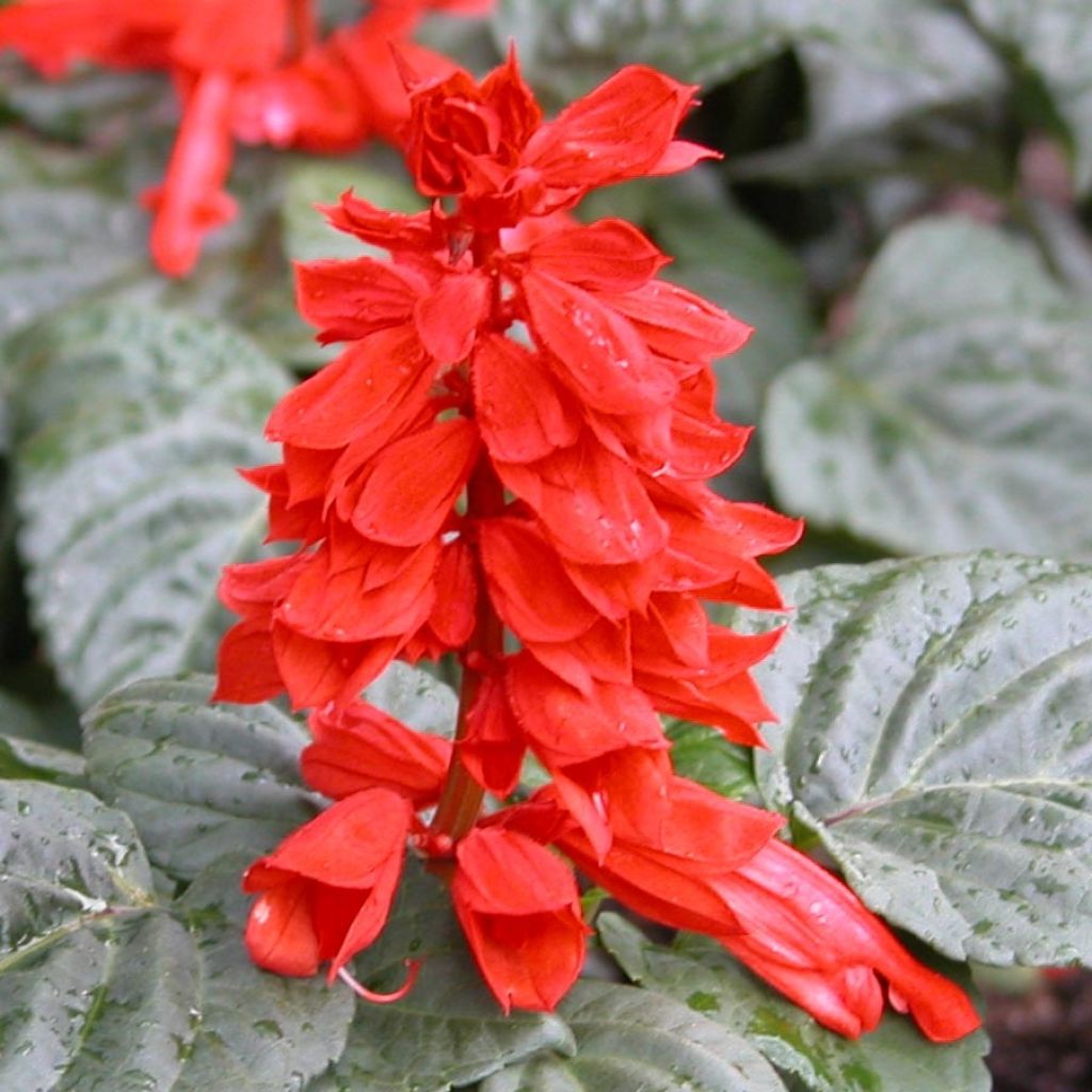 Salvia splendens Carambita