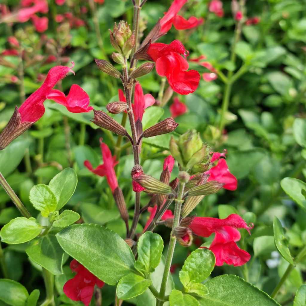 Salvia jamensis Flammenn