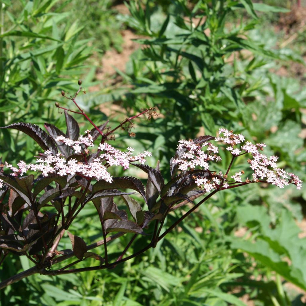 Sureau noir - Sambucus nigra Black Beauty (Gerda)