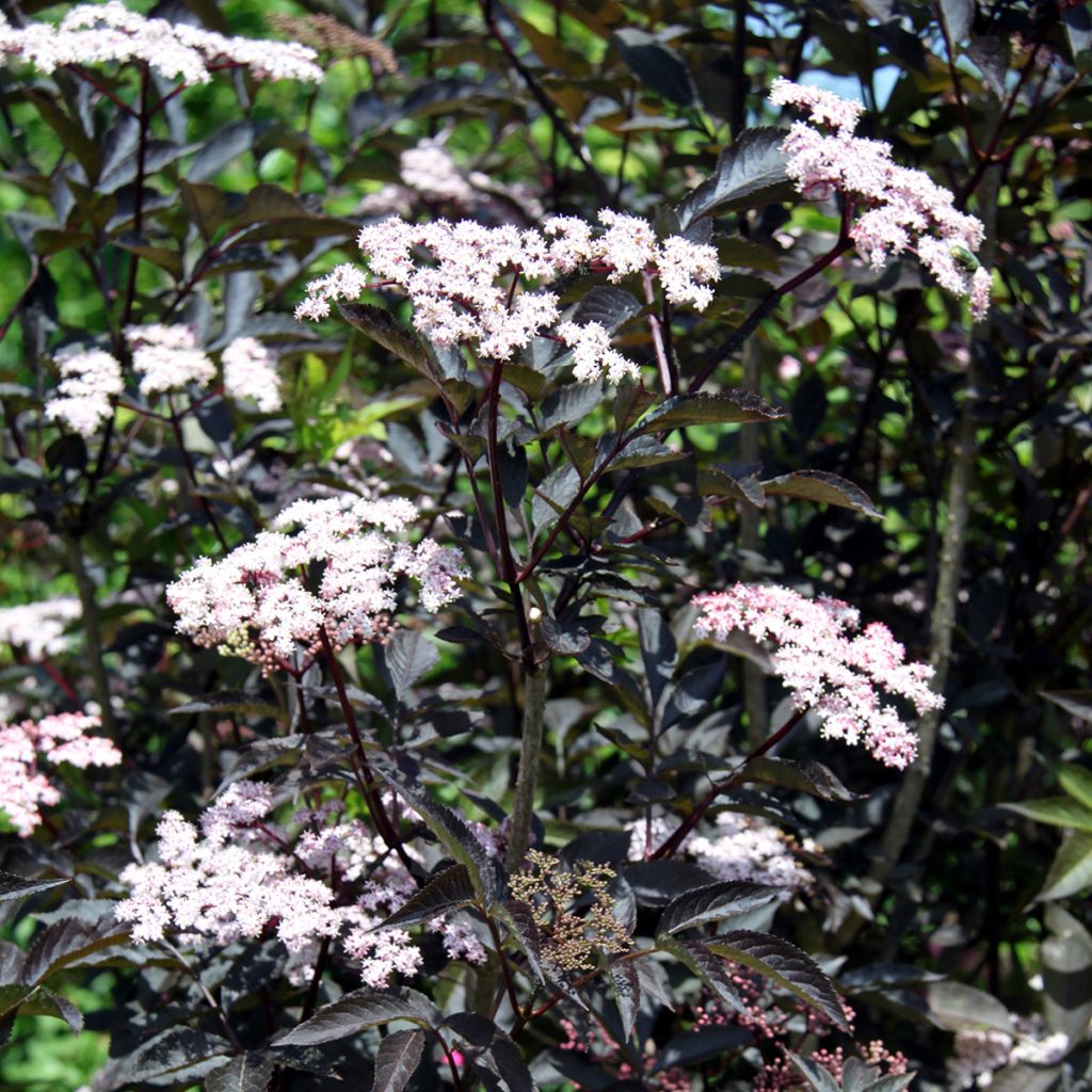 Sureau noir - Sambucus nigra Black Beauty (Gerda)