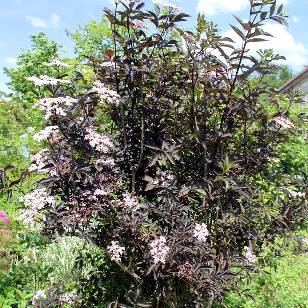 Sureau noir - Sambucus nigra Black Beauty (Gerda)