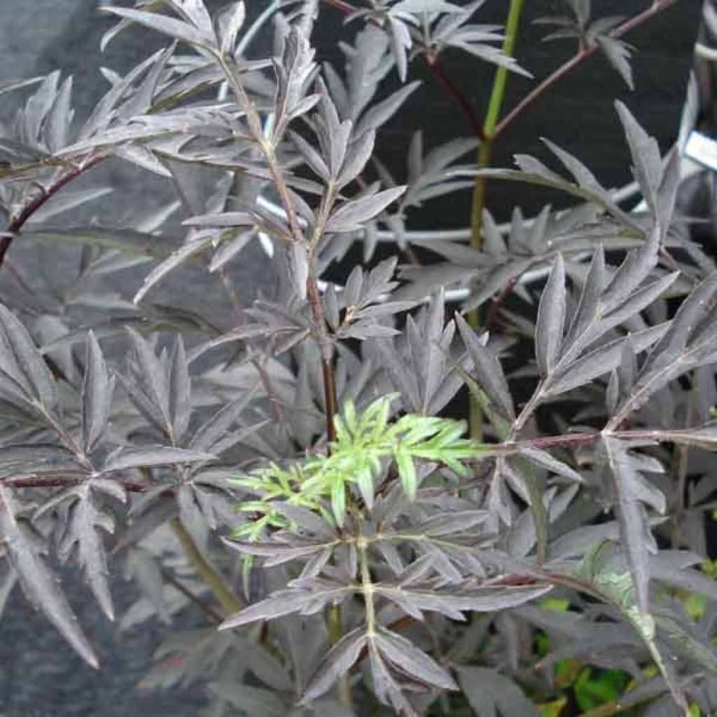 Sambucus nigra Black Lace - Black Elder