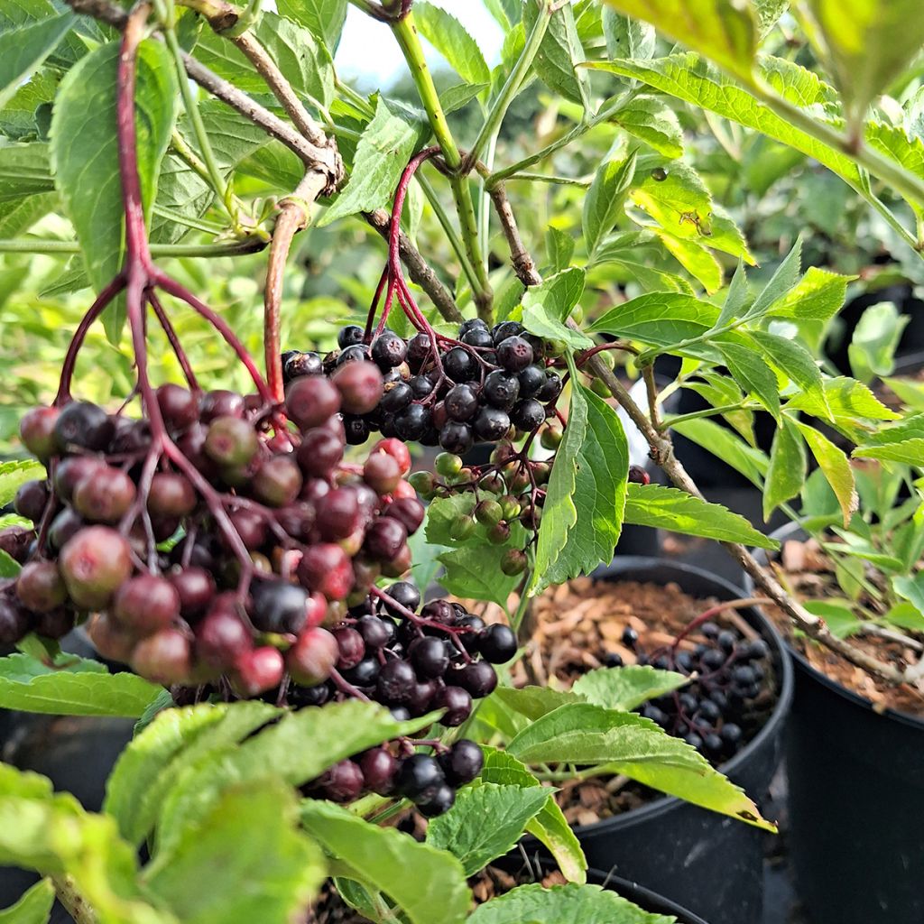 Sambucus nigra Korsor