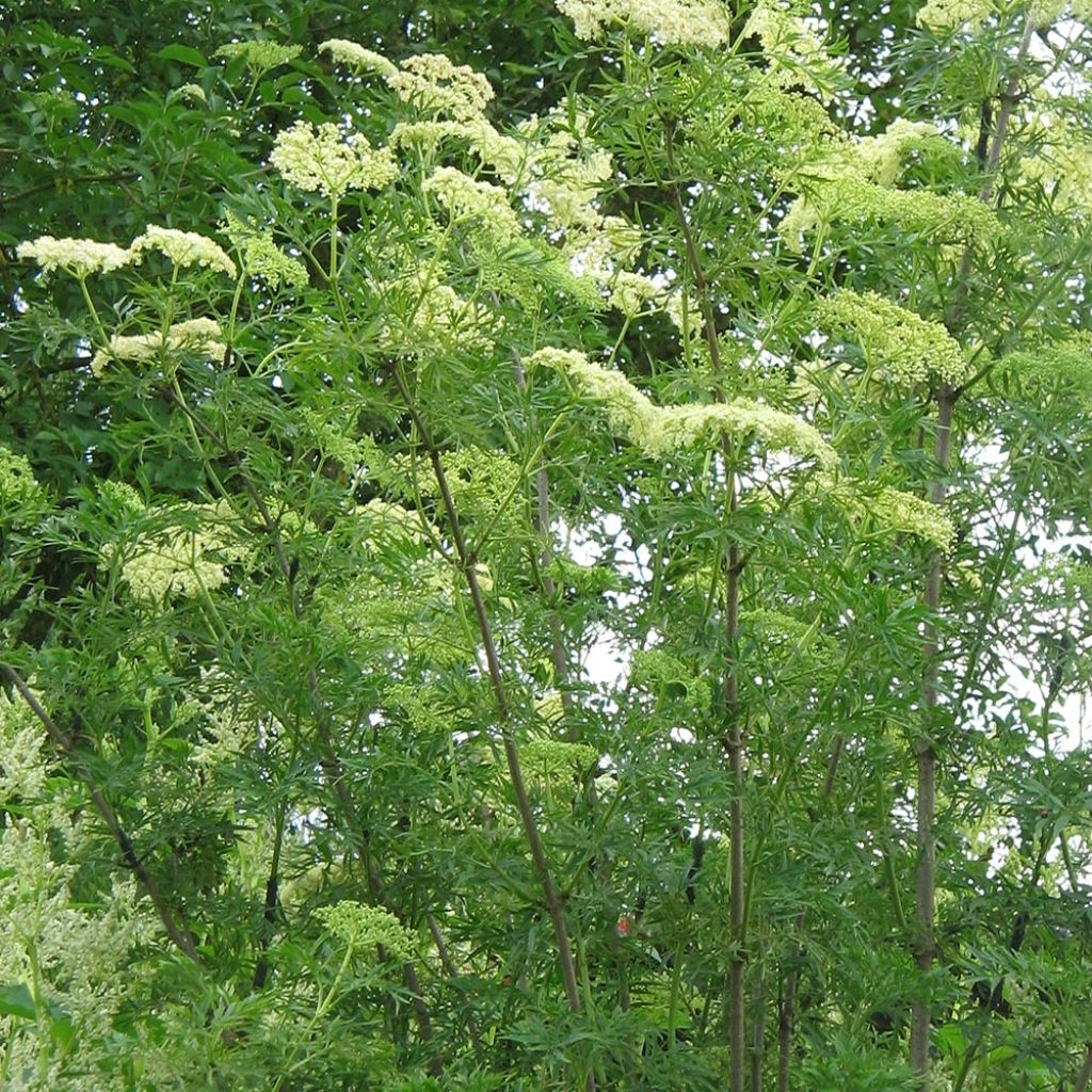 Sambucus nigra Laciniata - Black Elder