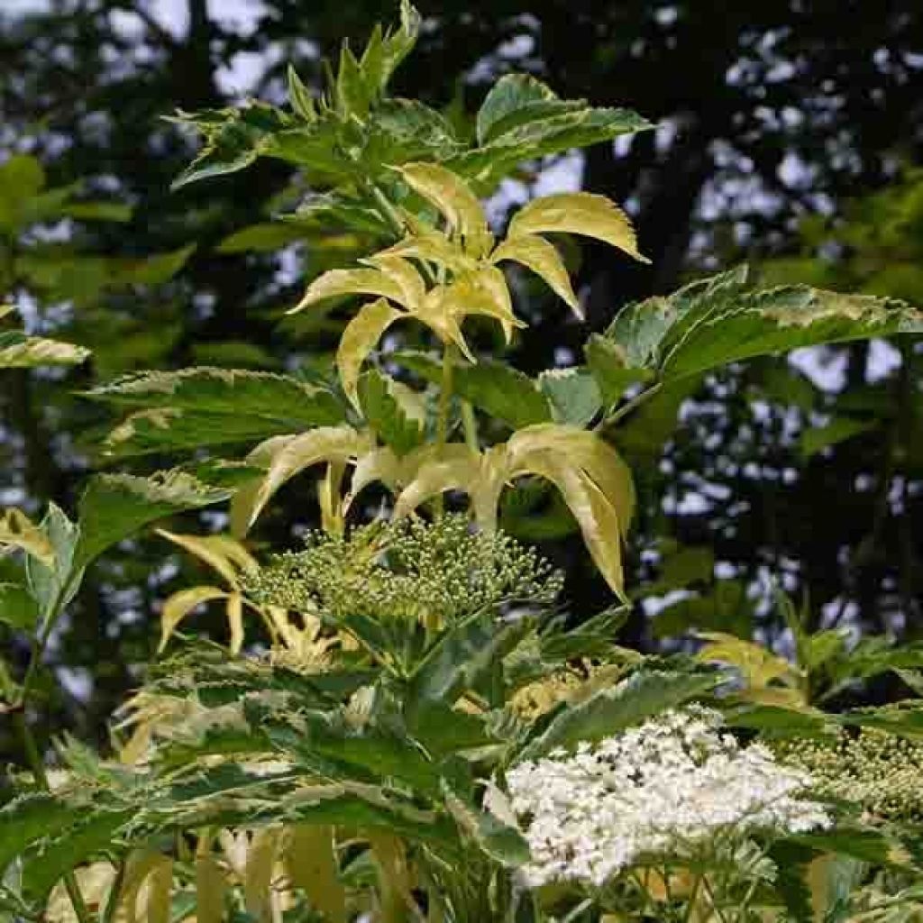 Sureau noir, Sambucus nigra Madonna