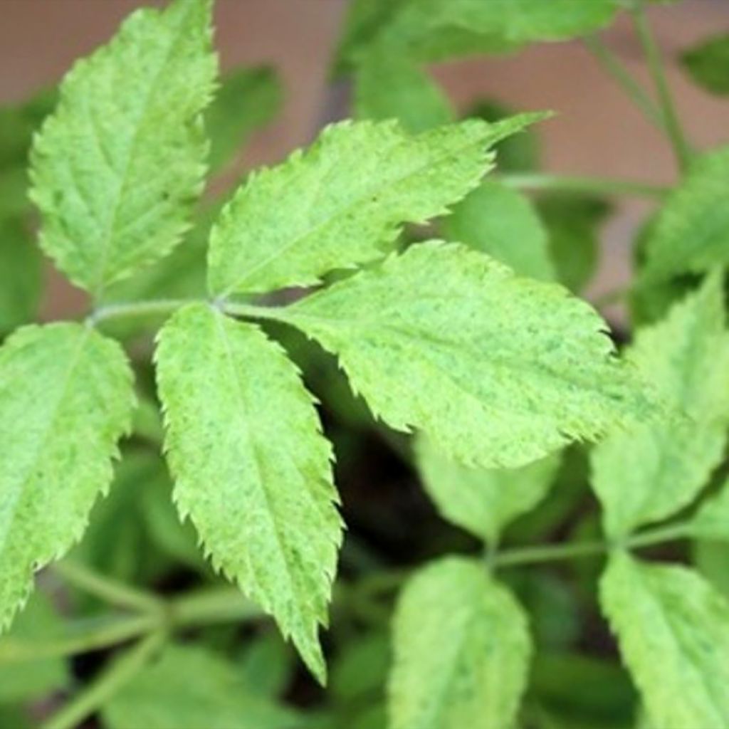 Sambucus nigra Marion Bull - Black Elder