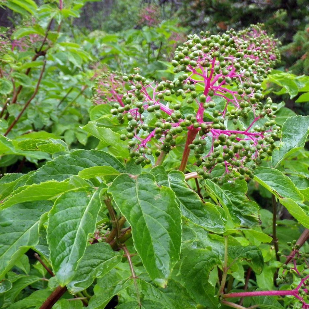 Sureau à grappes - Sambucus racemosa