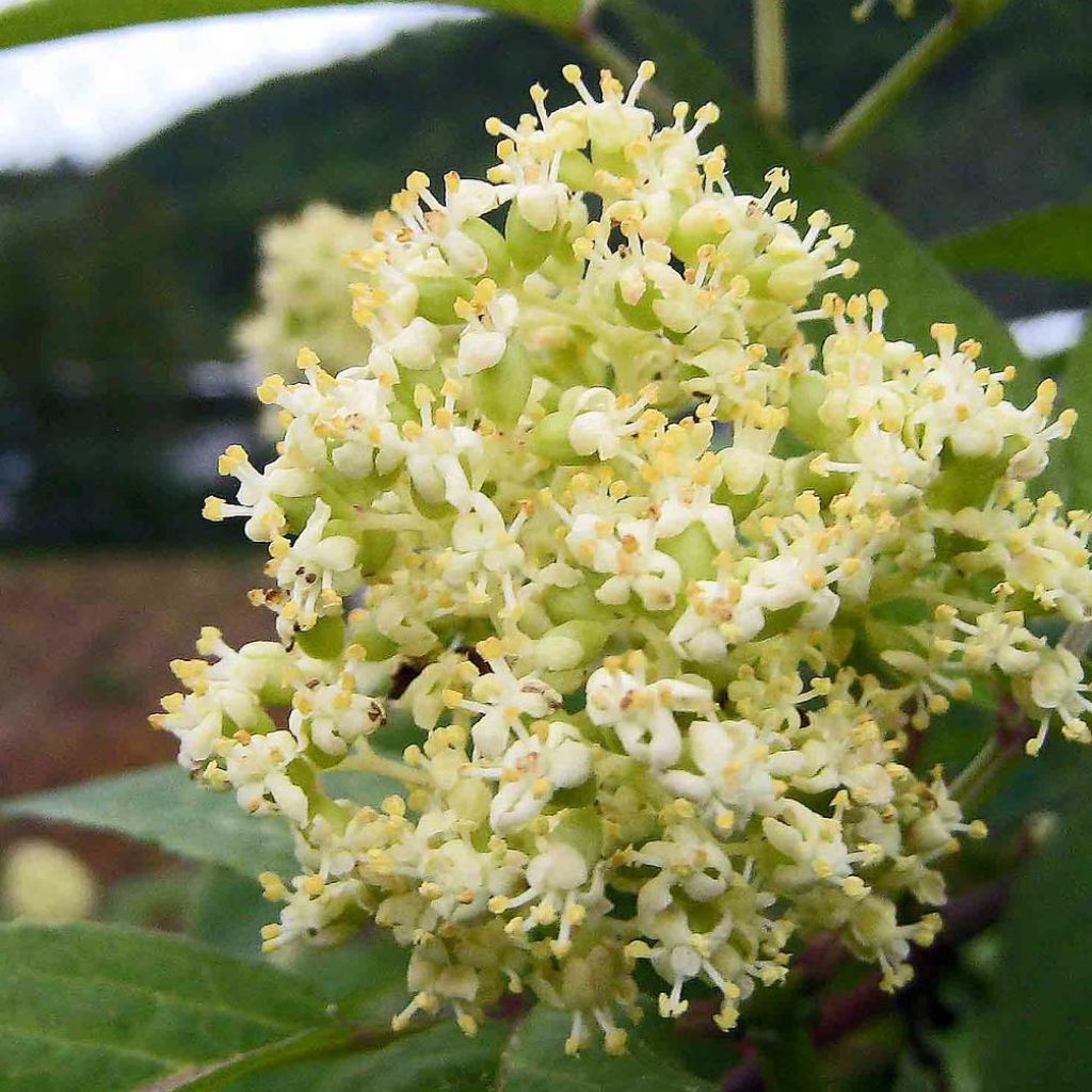 Sureau à grappes - Sambucus racemosa