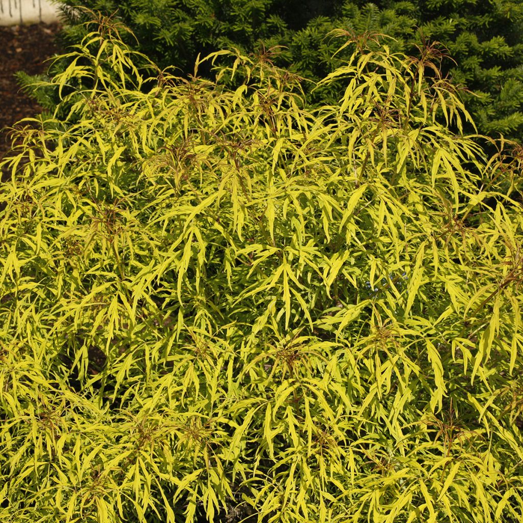 Sambucus racemosa Goldenlocks - European Red Elder