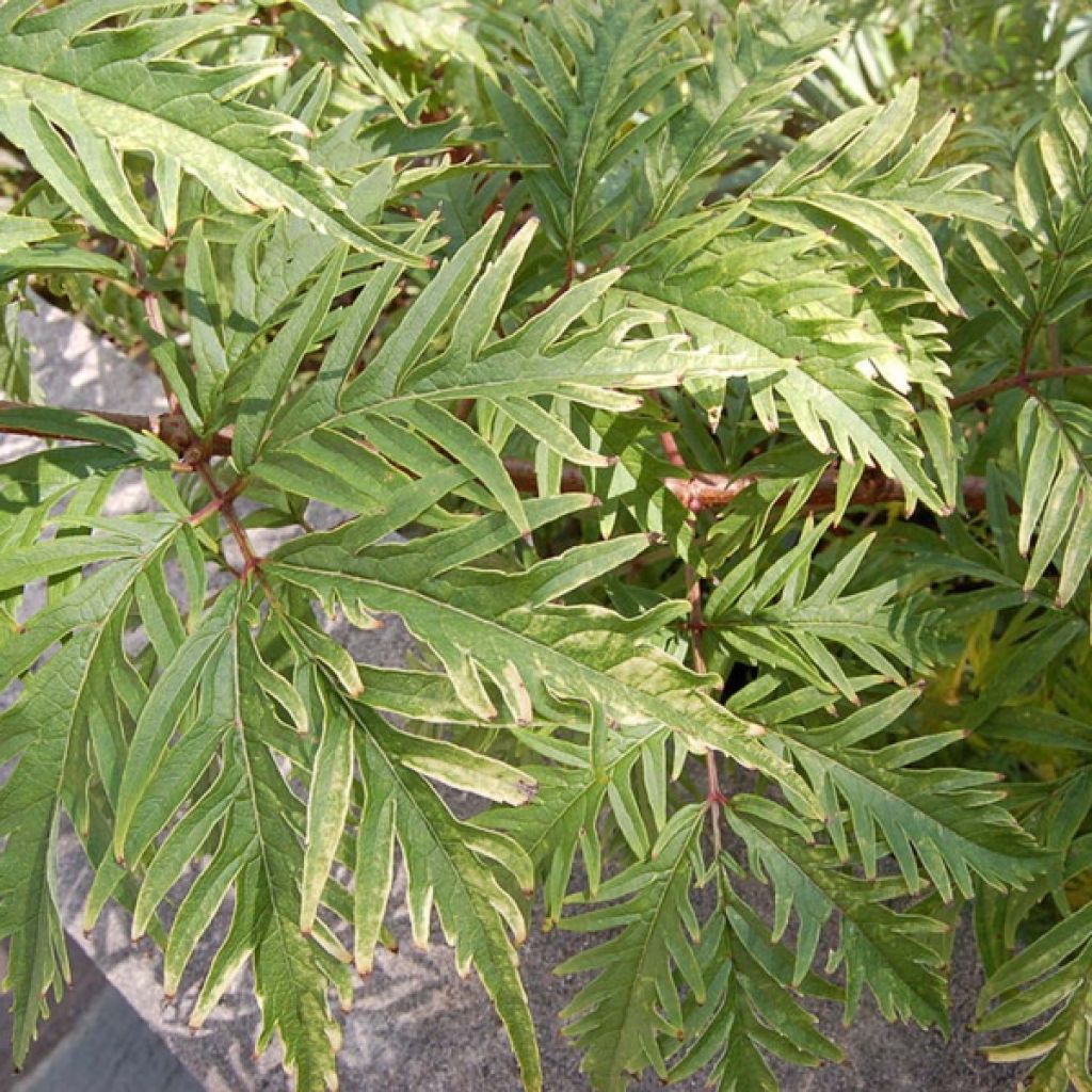 Sureau à grappes - Sambucus race. Suther.Gold